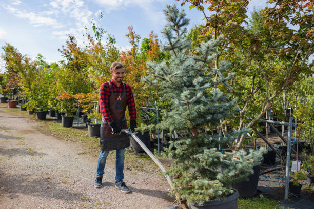  , USA Tree Removal Pros